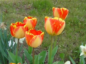 Skupina tulipánů na zahradě