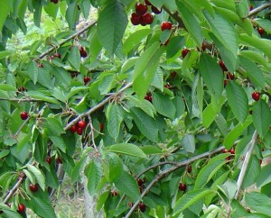 Zralé třešně na stromě (nezbaštěné špačky)
