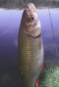 Ryba ulovená